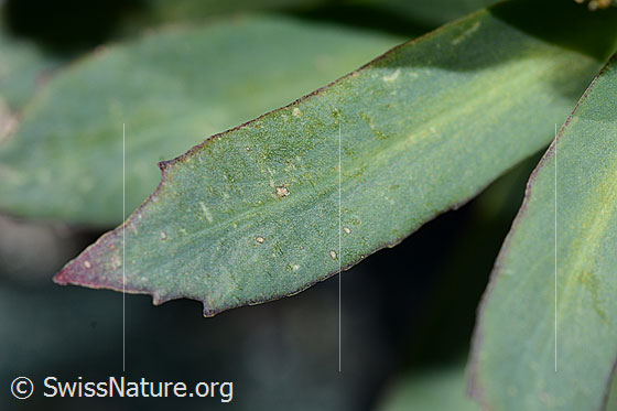 Photo: Rhodiola rosea. Leaf.