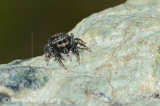 Foto: Wahrscheinlich Attulus longipes (Springspinne). Weibchen. Ansicht von vorne.