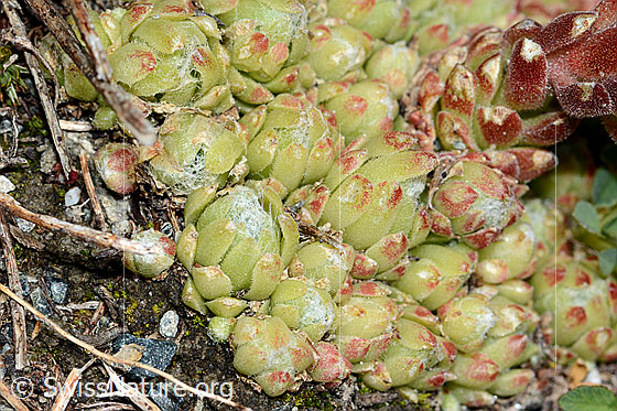 Photo: Sempervivum arachnoideum. Leaf rosetten.