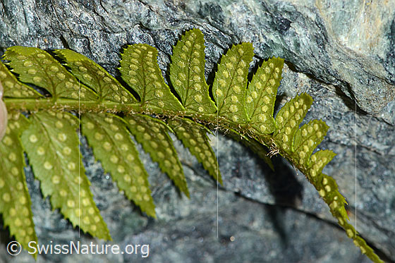 Photo: Polystichum lonchitis. Leaves and sori. View from below.