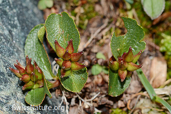 Kraut-Weide (Salix herbacea)