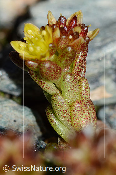 Photo: Sedum alpestre. Stem and stem leaves.