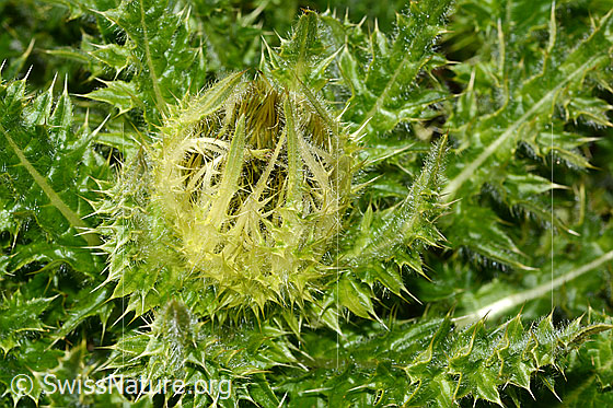 Foto: Alpen-Kratzdistel (Cirsium spinosissimum). Blüte.