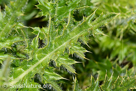 Foto: Alpen-Kratzdistel (Cirsium spinosissimum). Blatt.