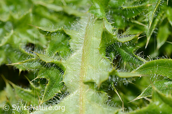 Foto: Alpen-Kratzdistel (Cirsium spinosissimum). Behaarter Blattnerv.