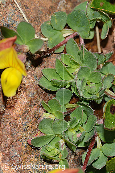 Foto: Alpen-Hornklee (Lotus alpinus). Blätter.