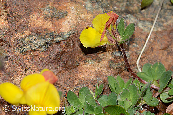 Photo: Lotus alpinus. Blossom and stem. View from the side.