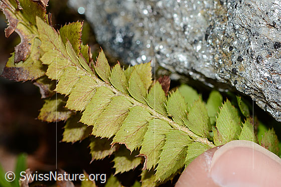 Photo: Polystichum lonchitis. Leaves. View from below.