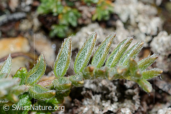 Photo: Oxytropis campestris. Top side of the leaves.