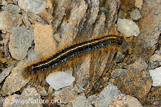 Foto: Alpen-Ringelspinner (Malacosoma alpicola). Raupe. Länge 26mm. Unterwegs auf steinigem Untergrund. Ansicht von schräg oben.