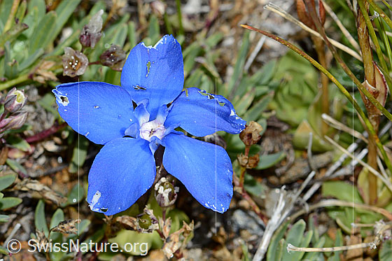 Photo: Gentiana schleicheri. Blossom. View from above.