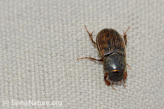 Foto: Heptaulacus testudinarius (Blatthornkäfer). Länge 4mm. Ansicht von oben.