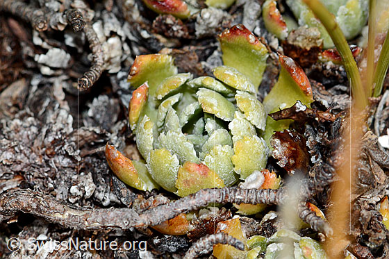 Foto: Trauben-Steinbrech (Saxifraga paniculata). Blattrosette.