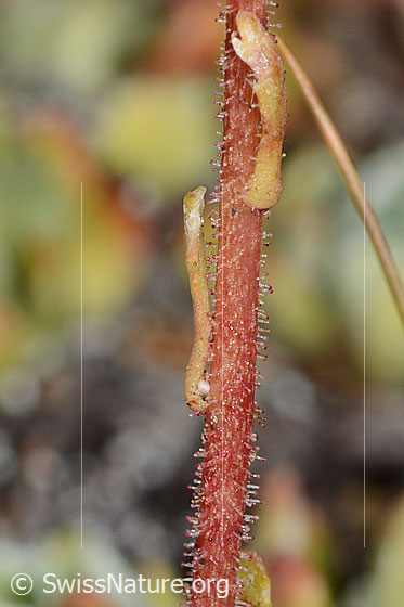 Foto: Trauben-Steinbrech (Saxifraga paniculata). Stängel und Stängelblätter.