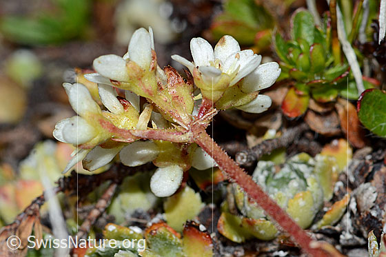 Foto: Trauben-Steinbrech (Saxifraga paniculata). Blüten und Stängel.