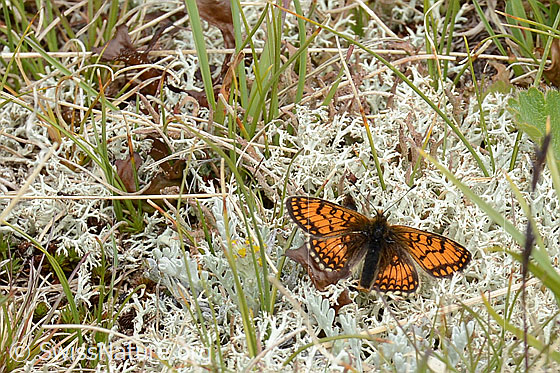 Foto: Wahrscheinlich Wachtelweizen-Scheckenfalter (Melitaea athalia). Flügel geöffnet. Ansicht von oben.