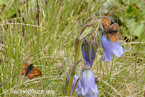 Foto: Wahrscheinlich Wachtelweizen-Scheckenfalter (Melitaea athalia) auf Bärtiger Glockenblume (Campanula barbata). Flügel geöffnet. Ansicht von schräg oben.