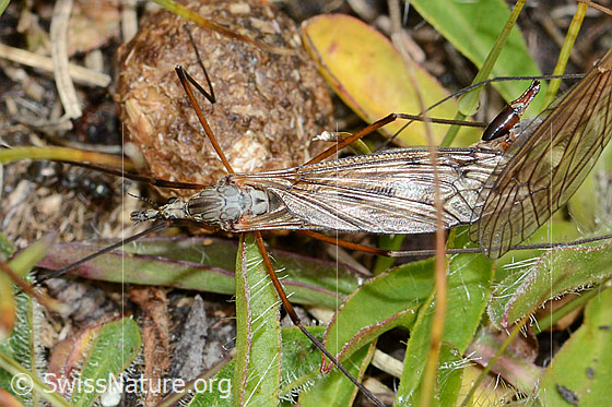 Foto: Wahrscheinlich Tipula varipennis (Schnake). Länge 14 - 20mm. Ansicht von oben.