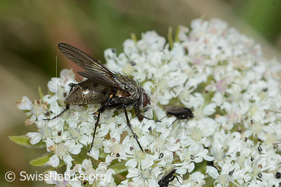 Photo: Helina reversio on Ligusticum mutellinoides. Length 7mm. Female. View from diagonally behind.