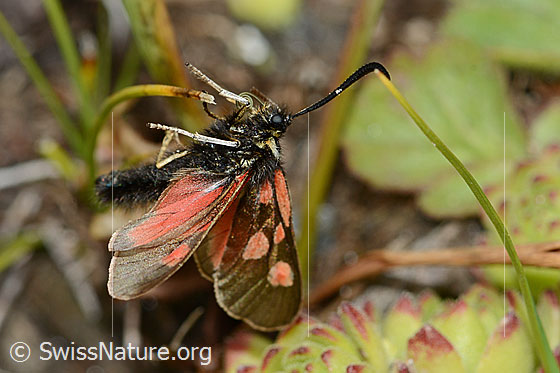 Foto: Alpen-Widderchen (Zygaena exulans). Ansicht von der Seite.