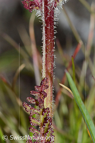 Foto: Knolliges Läusekraut (Pedicularis tuberosa). Stängel und Stängelblatt.