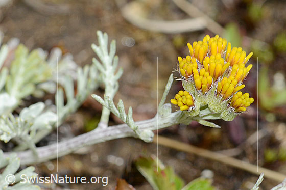Foto: Graues Greiskraut (Senecio incanus). Blüten, Stängel und Stängelblätter.