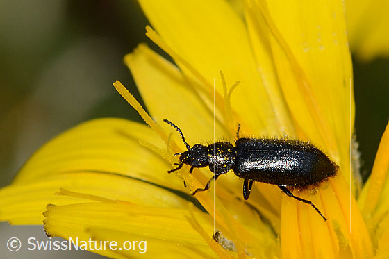 Foto: Dasytes obscurus (Wollhaarkäfer). Ansicht von der Seite.