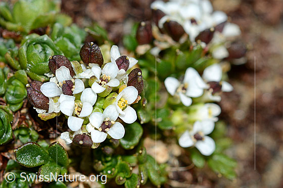 Foto: Kurzstängelige Gämskresse (Pritzelago alpina ssp. brevicaulis). Blüten.