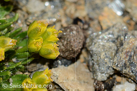 Photo: Draba hoppeana. Blossoms.