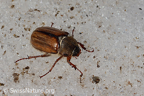 Foto: Gerippter Brachkäfer (Amphimallon solstitiale). Länge 16mm. Weibchen. Ansicht von hinten. 