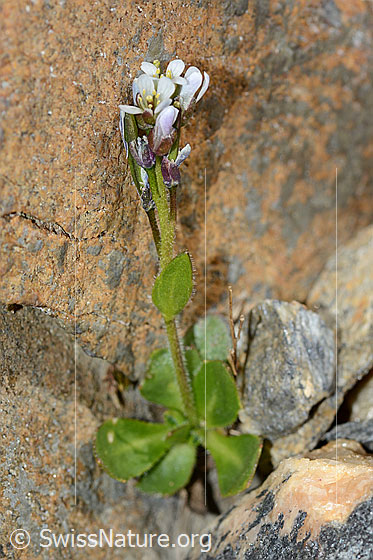 Foto: Bläuliche Gänsekresse (Arabis caerulea). Ganze Pflanze (Habitus).
