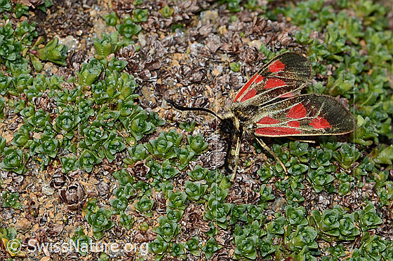 Foto: Alpen-Widderchen (Zygaena exulans). Weibchen.