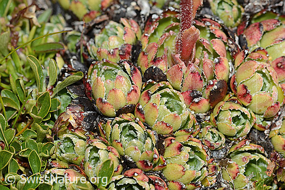 Foto: Trauben-Steinbrech (Saxifraga paniculata). Blattrosetten.