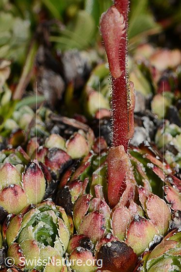 Foto: Trauben-Steinbrech (Saxifraga paniculata). Blattrosette und Stängel.