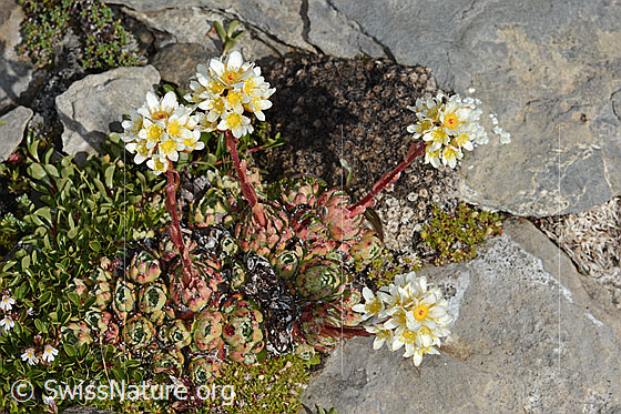 Foto: Trauben-Steinbrech (Saxifraga paniculata). Ganze Pflanze (Habitus). Ansicht von oben.