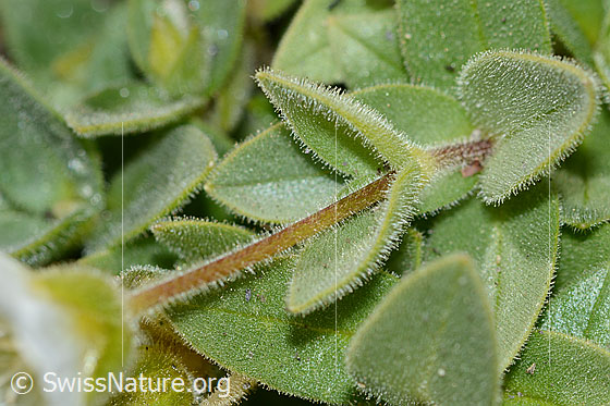 Photo: Cerastium latifolium. Stem and leaves.