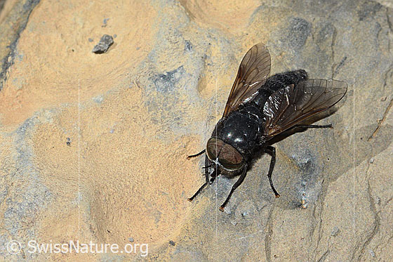 Foto: Hybomitra caucasica (Bremse). Länge 10mm. Männchen. Ansicht von vorne oben.