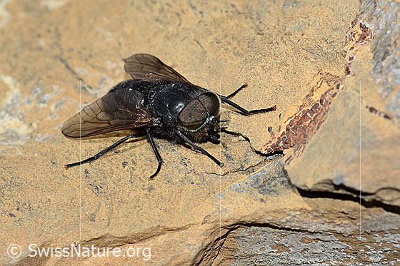 Foto: Hybomitra caucasica (Bremse). Länge 10mm. Männchen. Ansicht von schräg vorne.