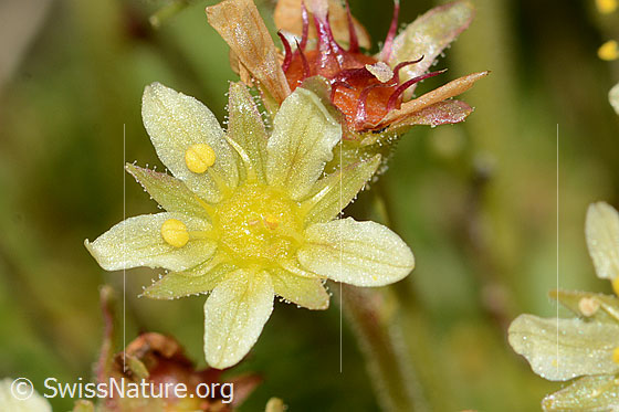 Foto: Moschus-Steinbrech (Saxifraga exarata ssp. moschata). Blüte.