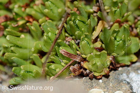 Photo: Saxifraga exarata ssp. Moschata. Leaves.