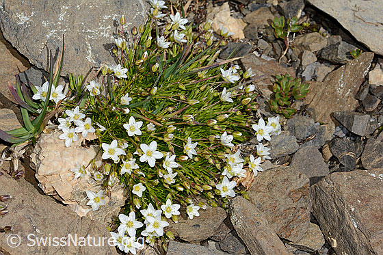 Foto: Bewimpertes Sandkraut (Arenaria ciliata). Ganze Pflanze (Habitus).