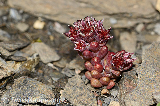 Foto: Dunkler Mauerpfeffer (Sedum atratum). Ganze Pflanze (Habitus).