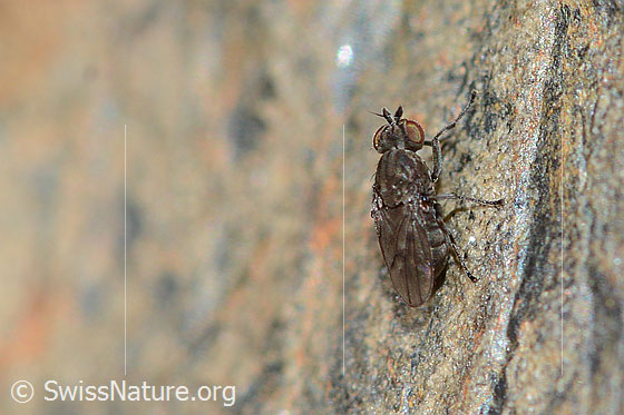 Foto: Wahrscheinlich Scatella tenuicosta (Salzfliege). Länge 2.5mm. Ansicht von schräg oben.