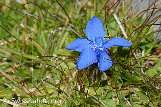 Foto: Wahrscheinlich Frühlings-Enzian (Gentiana verna). Blüte.