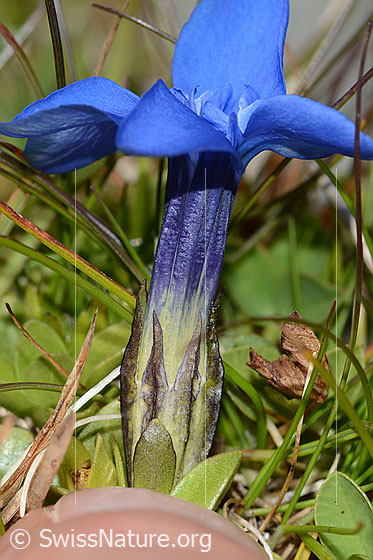 Foto: Wahrscheinlich Frühlings-Enzian (Gentiana verna). Kelch und Blüte.