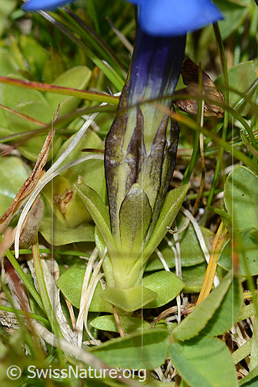 Foto: Wahrscheinlich Frühlings-Enzian (Gentiana verna). Blätter und Kelch.