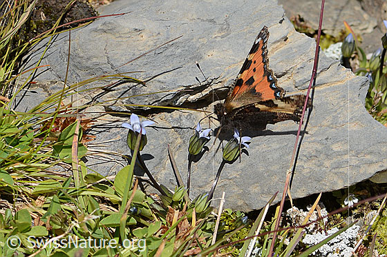 Foto: Kleiner Fuchs (Aglais urticae) auf Zartem Enzian (Gentiana tenella). Flügel halb geöffnet. Ansicht von schräg vorne.