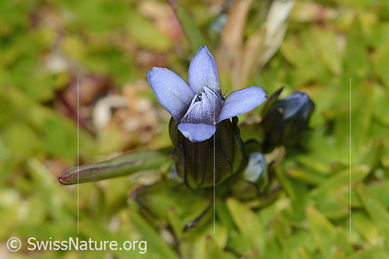 Photo: Gentiana tenella. Blossom. View from above.