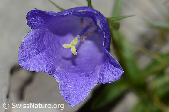 Foto: Niedliche Glockenblume (Campanula cochleariifolia). Blüte.