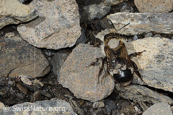 Foto: Wahrscheinlich Felsheiden-Mauerbiene (Osmia inermis). Länge 10mm. Weibchen. Ansicht von oben.